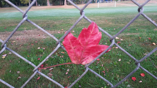 Park «132nd Square Park», reviews and photos, 13159 132nd Ave NE, Kirkland, WA 98034, USA