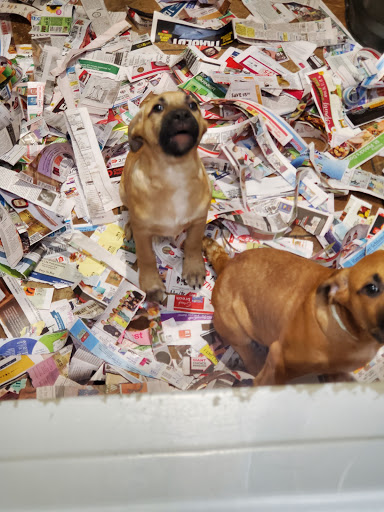 Pet Store «Pets Plus - Lansdale», reviews and photos, 555 S Broad St, Lansdale, PA 19446, USA