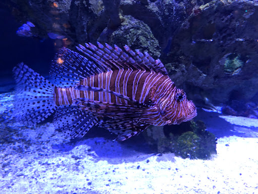 Aquarium «North Carolina Aquarium at Pine Knoll Shores», reviews and photos, 1 Roosevelt Blvd, Pine Knoll Shores, NC 28512, USA