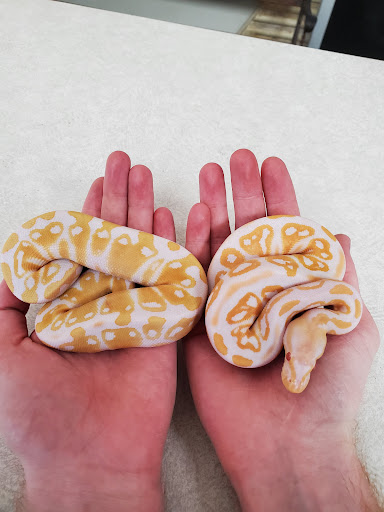 Tropical Fish Store «D-N-D Aquariums & Pet Shop», reviews and photos, 1016 S Armstrong Ave # 103, Denison, TX 75020, USA