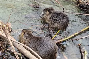 Nutria Feeding grounds Ljubljana image