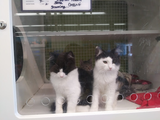 Pet Supply Store «Petco Animal Supplies», reviews and photos, 1963 S Hurstbourne Pkwy, Louisville, KY 40220, USA