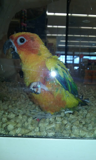 Pet Supply Store «PetSmart», reviews and photos, 3630 Peachtree Pkwy, Suwanee, GA 30024, USA