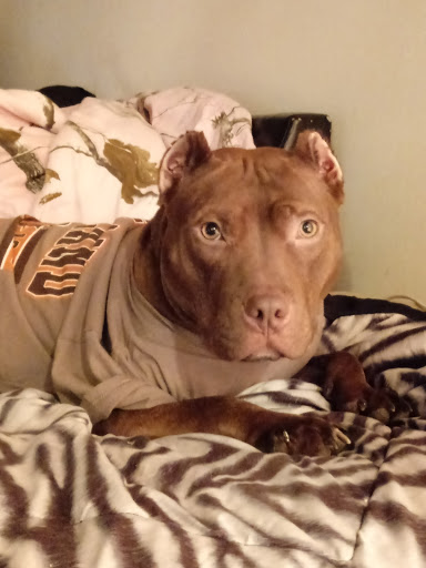 Pet Supply Store «Pet Supplies Plus», reviews and photos, 1262 OH-303, Streetsboro, OH 44241, USA