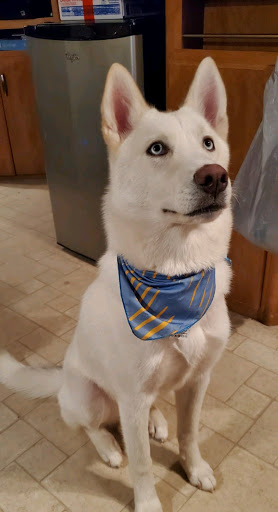 Pet Supply Store «PetSmart», reviews and photos, 2770 FM 365 c, Port Arthur, TX 77640, USA