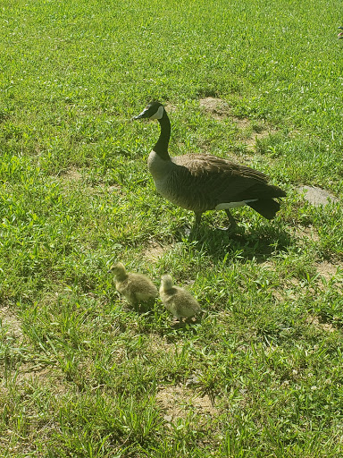 Park «Arrowbrook Park», reviews and photos, Field Point Rd, Herndon, VA 20171, USA