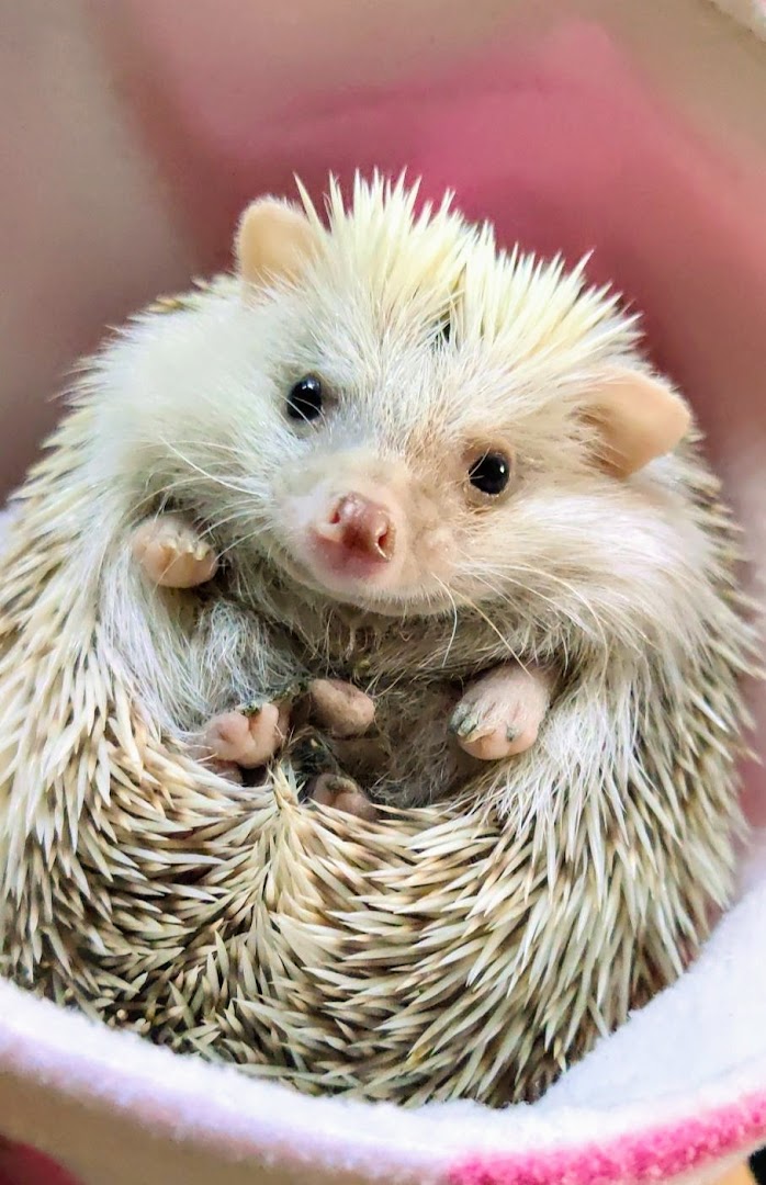 Otsego Hedgehogs