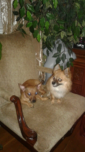 Pet Supply Store «PetSmart», reviews and photos, 1276 Carmia Way, Richmond, VA 23235, USA