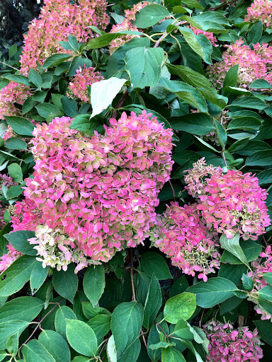 Florist «Ultima Florals», reviews and photos, 81-02 37th Ave, Jackson Heights, NY 11372, USA