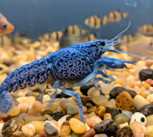 Pet Store «Pet Kingdom», reviews and photos, 2302 Central Ave, Kearney, NE 68847, USA