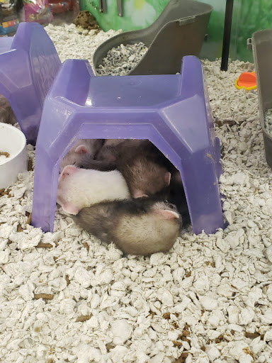 Pet Supply Store «Petco Animal Supplies», reviews and photos, 438 Southbridge St, Auburn, MA 01501, USA