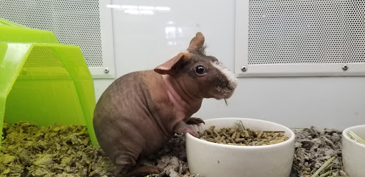 Pet Supply Store «Petco Animal Supplies», reviews and photos, 3444 S Mooney Blvd, Visalia, CA 93277, USA