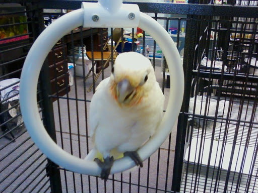 Pet Store «Adventure Birds of Bon Aqua», reviews and photos, 9600 TN-46, Bon Aqua, TN 37025, USA