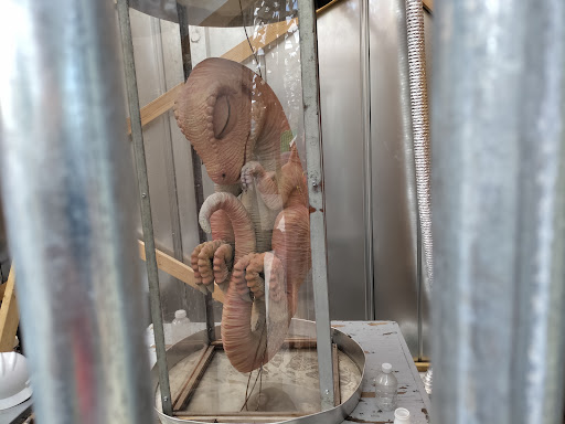 Convention Center «McAllen Convention Center», reviews and photos, 700 Convention Center Blvd, McAllen, TX 78501, USA