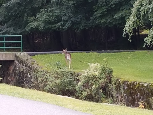 Park «Grover Cleveland Park», reviews and photos, Brookside Ave & Runnymede Rd, Essex Fells, NJ 07021, USA