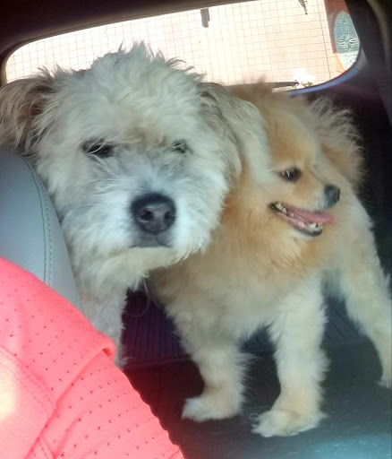 Pet Supply Store «AARF Pet Central», reviews and photos, 6570 James B Rivers Memorial Dr, Stone Mountain, GA 30083, USA