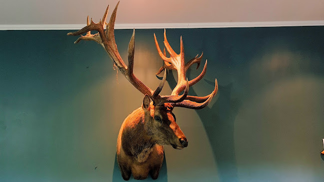 Reviews of Coleman Country Taxidermy in Christchurch - Taxi service