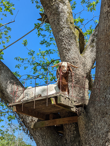 Tourist Attraction «Mitcham Farm», reviews and photos, 797 W Macedonia Church Rd, Oxford, GA 30054, USA