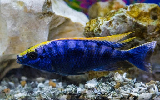 Aquarium Shop «Wet Pets by Steve», reviews and photos, 504 W Main St, Norman, OK 73069, USA