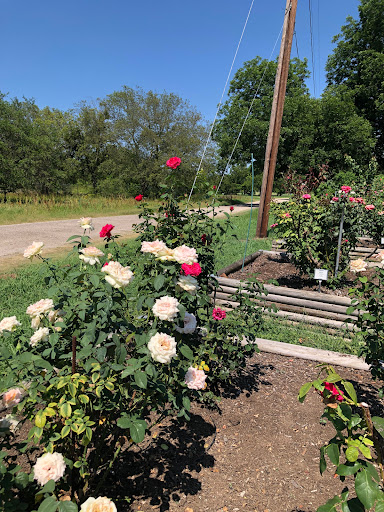Gemini Peach and Rose Farm