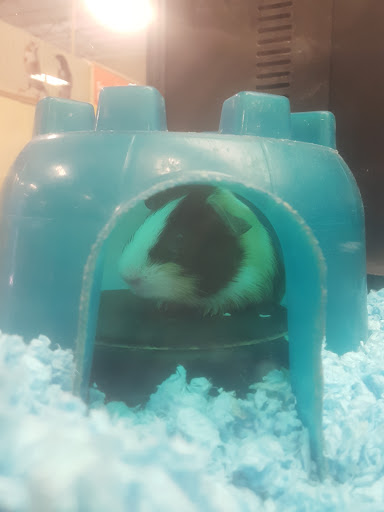 Pet Supply Store «PetSmart», reviews and photos, 1050 McKinley Pl Dr #30, San Marcos, TX 78666, USA