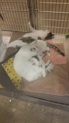 Pet Supply Store «PetSmart», reviews and photos, 8500 N Evanston Ave, Kansas City, MO 64157, USA