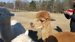 Southern Estate Alpacas - photo 66