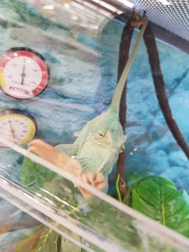 Pet Supply Store «Petco Animal Supplies», reviews and photos, 848 N Colony Rd c, Wallingford, CT 06492, USA