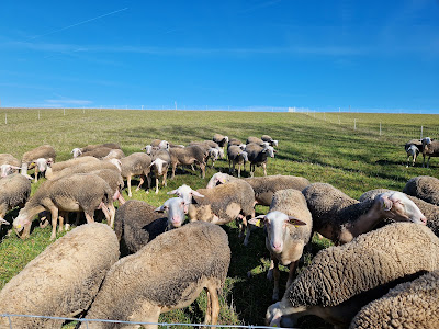 La ferme aux brebis à Saint-Pierre-de-Lages