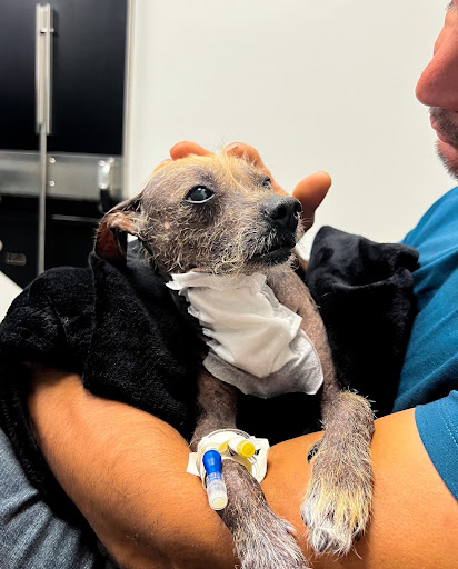 Pacific Northwest Pet ER & Specialty Center