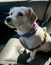 Scooby Do's Pet Grooming - Photo 2 - Car repair in Tempe, AZ, Tempe