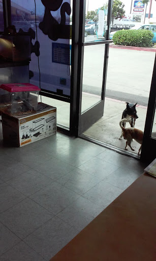 Pet Store «Royalty Pet Store», reviews and photos, 1140 Waterloo Rd #5, Stockton, CA 95215, USA
