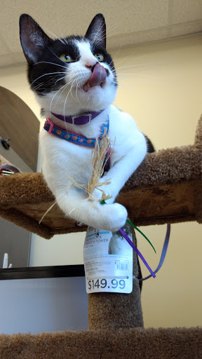 Pet Supply Store «Petco Animal Supplies», reviews and photos, 9687 Kenwood Rd, Blue Ash, OH 45242, USA