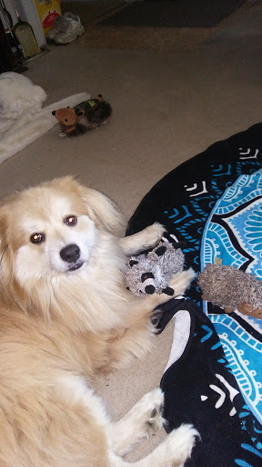 Pet Supply Store «Pet Supplies Plus», reviews and photos, 15060 Eureka Rd, Southgate, MI 48195, USA