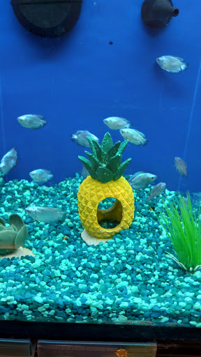 Pet Supply Store «PetSmart», reviews and photos, 24005 U.S. 27, Lake Wales, FL 33859, USA