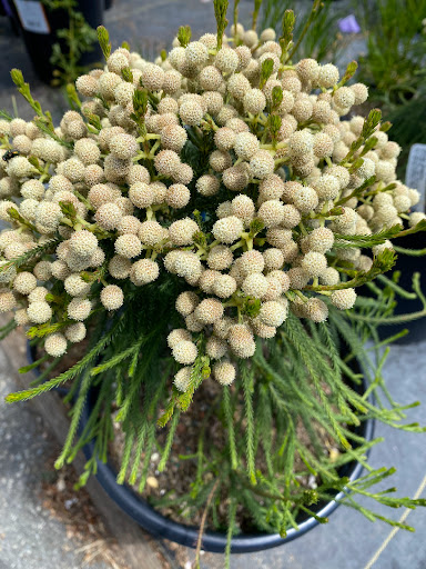 Building Materials Store «ProBuild», reviews and photos, 235 River St, Santa Cruz, CA 95060, USA