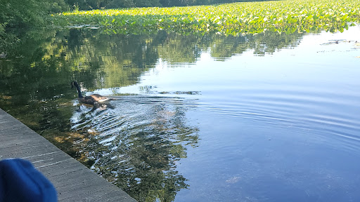 Nature Preserve «Twin Lakes Preserve», reviews and photos, Park Ave, Wantagh, NY 11793, USA