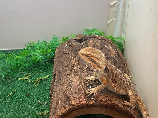 Pet Supply Store «Seascape Aquarium & Pet Center», reviews and photos, 2162 Gulf Gate Dr, Sarasota, FL 34231, USA