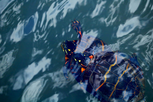 Winery «Gouveia Vineyards», reviews and photos, 1339 Whirlwind Hill Rd, Wallingford, CT 06492, USA