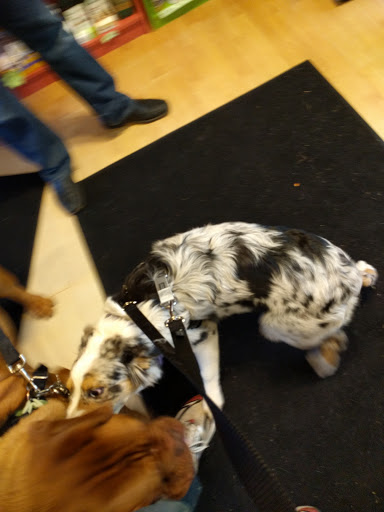 Pet Supply Store «Bad Dog Frida», reviews and photos, 2094 Atwood Ave, Madison, WI 53704, USA