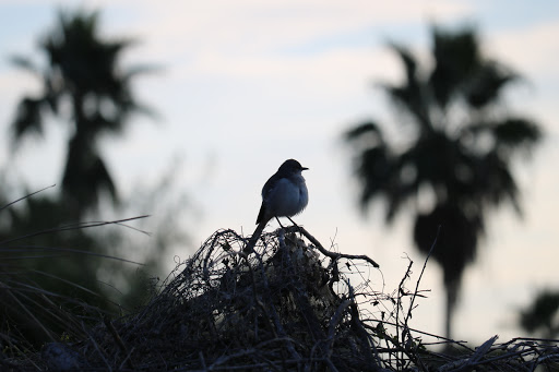 Nature Preserve «McAllen Nature Center», reviews and photos, 4101 U.S. 83 Business, McAllen, TX 78501, USA