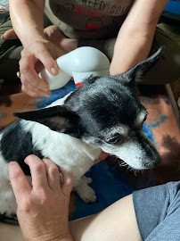 Suzanne O'Brien Canine Massage Therapy - Photo 4 - Car repair in , Dallas