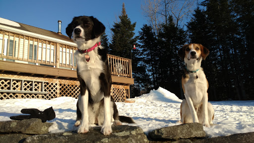 Lancaster Veterinary Hospital image