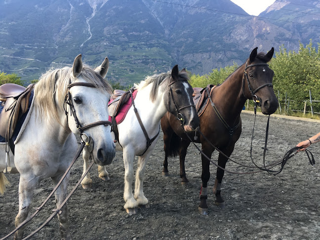 Rezensionen über Écurie Carron Olivia in Martigny - Schule