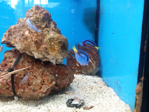 Pet Supply Store «Petco Animal Supplies», reviews and photos, 45205 Worth Ave, California, MD 20619, USA