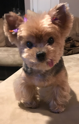 Pet Supply Store «Go Pet Go», reviews and photos, 878 MO-291, Liberty, MO 64068, USA