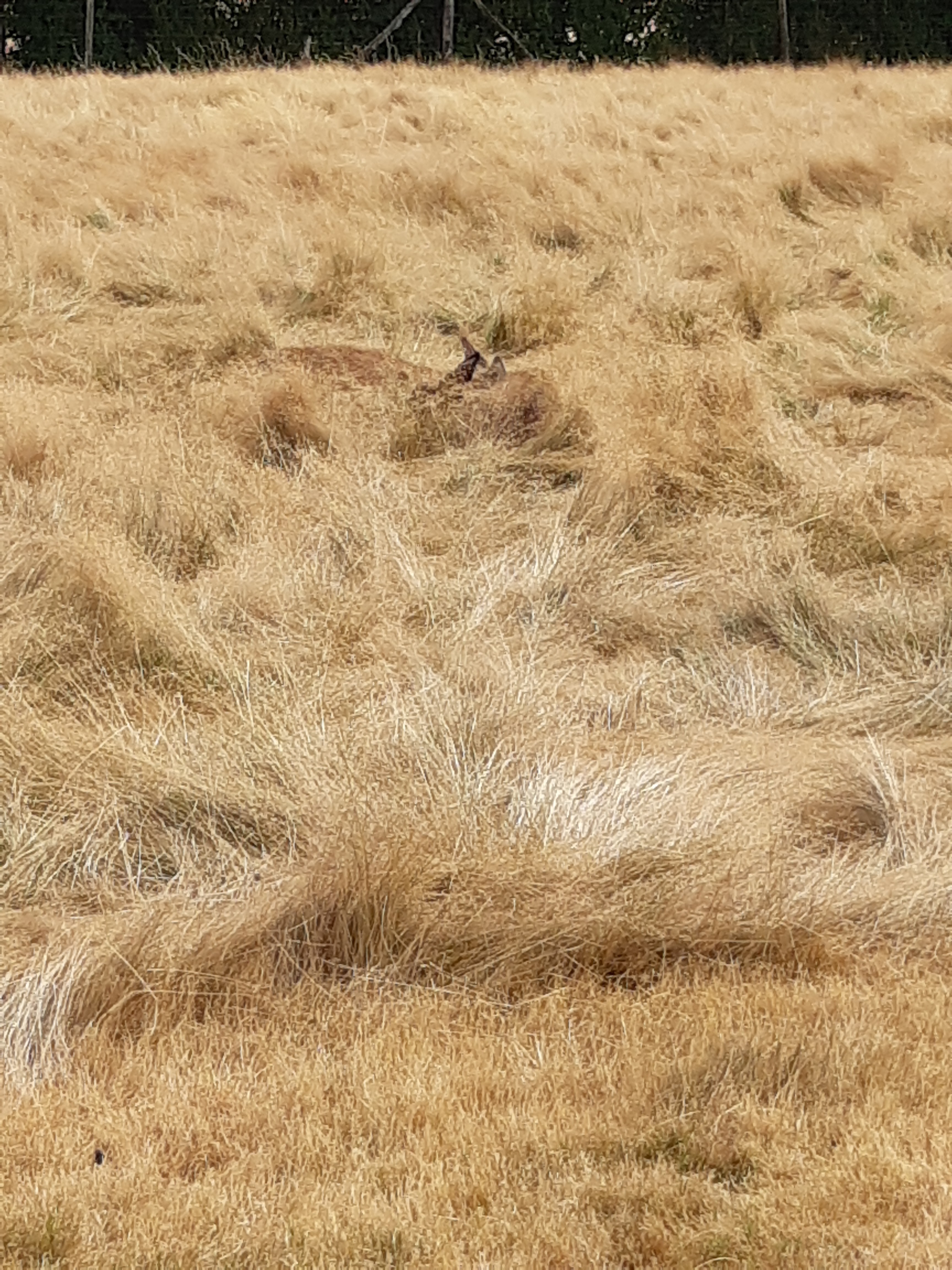 Photo n° 7 de l'avis de Carla.a fait le 10/08/2018 à 15:54