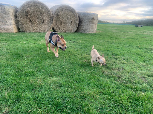 The Stilton Dog Field