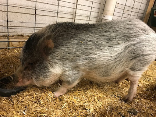 Hardware Store «Buchheit of House Springs», reviews and photos, 4550 Gravois Rd, House Springs, MO 63051, USA