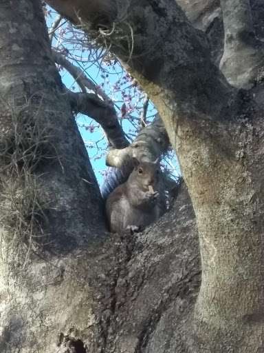 Park «Eastmonte Park», reviews and photos, 830 Magnolia Dr, Altamonte Springs, FL 32701, USA